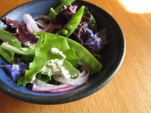 Titre : Salade du terroir (Jardins du Havre Vert, Champs Marins, Biquettes à l'air) Crédit : Coco-Simone Finken