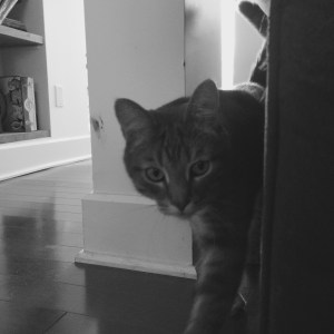 Titre : Chat machiavélique prêt à tuer Crédit : Karyne Blanchette